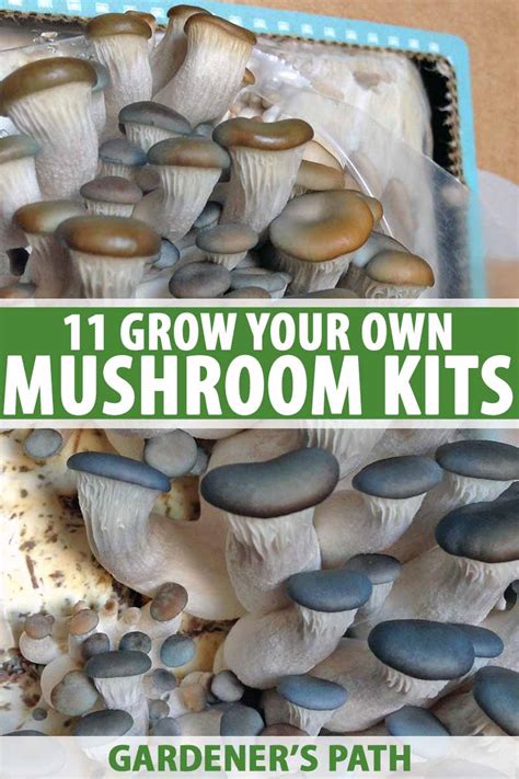 Magic Mushroom Spores: How to Obtain Them and Stay Within the Legal Boundaries